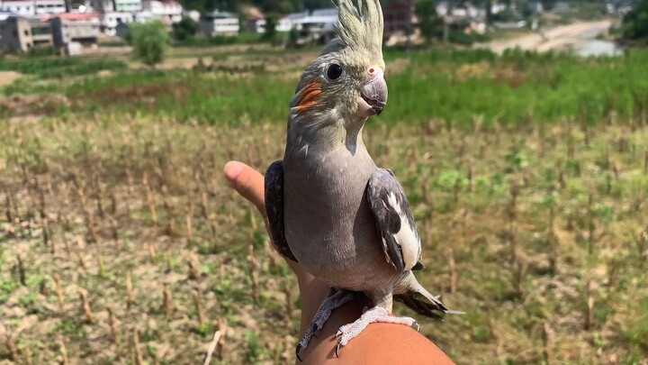 Xấu thì sống lâu: Con vẹt cockatiel này là con tôi nuôi lâu nhất, mà chắc chắn đến lúc nó bay đi thì