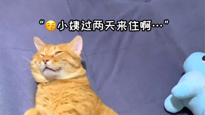 แมว: ตายจริง ฝันร้ายเลย