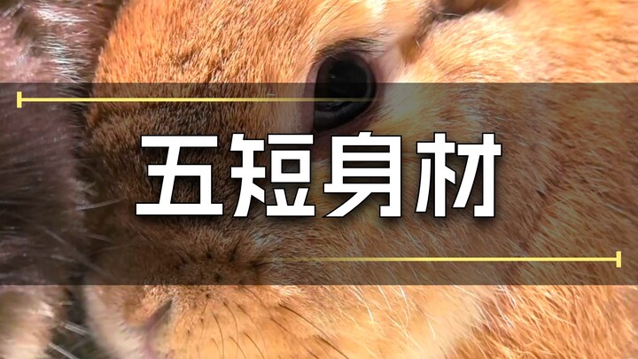 Thỏ con có thân hình lùn tịt, còn nấm matsutake thì còn kỳ cục hơn, chỉ cao bằng hai đầu người thôi