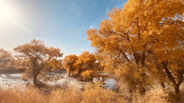 A Glimpse of the Populus euphratica Forest