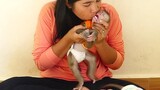 Very Romantic Moment | Adorable Baby Monkey Maki Climb on Mom Give Sweet Kiss