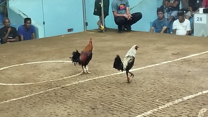 WIN! @SMCA! 10/24/25 2HITS ULUTAN "FIRST FIGHT"