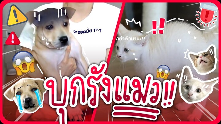 เมื่อพ่อเบลล์นำน้องหมาตะลุยรังแมว !! EP.5 - Khonpets [สัตว์เลี้ยงน่ารัก]