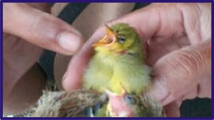 Suara Ribut Burung Pleci Piyik Minta Makan!