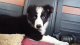 [Animals]My smart Border Collie keeps making trouble...