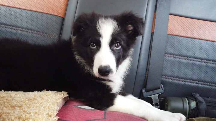 [Hewan]Border Collie pintarku terus membuat masalah...