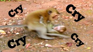 OOPS LITTLE MONKEY SCREAMING LOUDLY CRY, MONKEY ATTACK BIG BABY CRY VERY LOUDLY