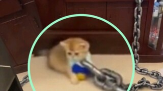 "Kucing: Aku melanggar aturan surga???????"