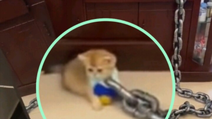 "Cat: I broke the rules of heaven???????"
