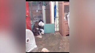 cậu bé hàng xóm qua chơi chó dog pet yeuchomeo