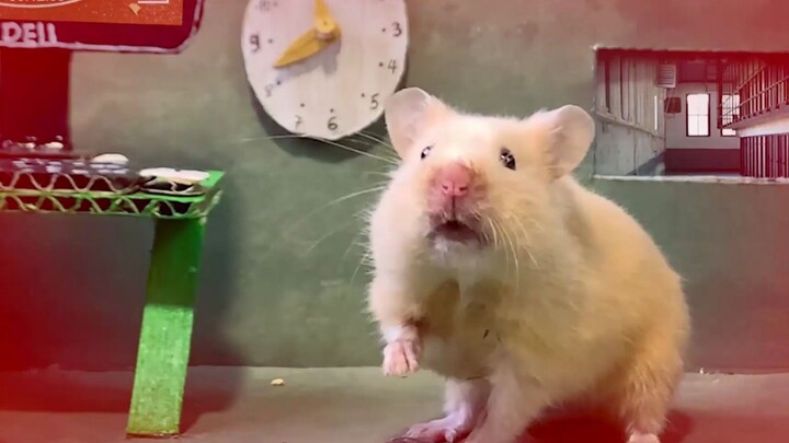 【Hamster Grand Challenge】Shu’s Shenke Prison Season 2