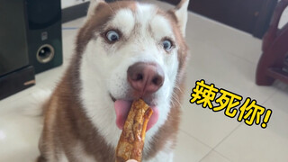 二哈馋主人的辣条，舔了一口后，被辣得哇哇叫！