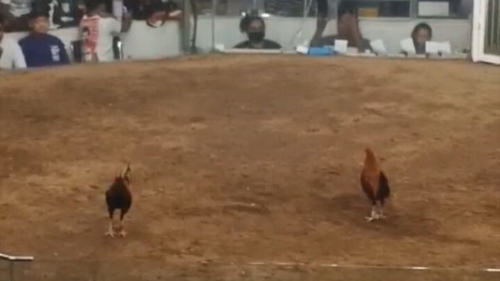 1st fight 2 hits (champion)