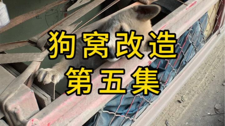 Episode 5: Doghouse Makeover — All for Nothing