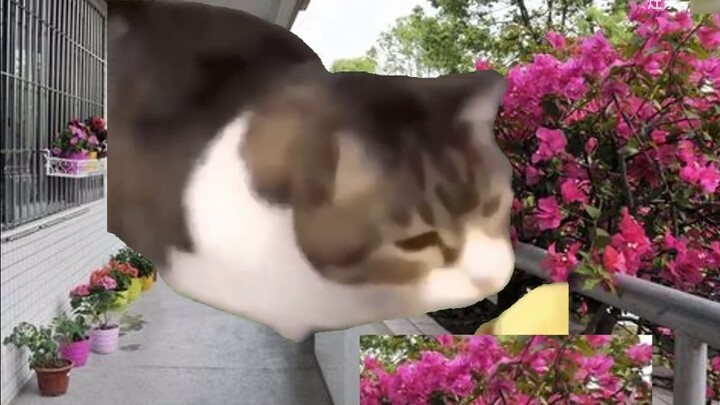 [Cat Meme] นำทั้งชั้นเล่าเรื่องสาวสวยโรงเรียนที่ถูกครูประจำชั้นลงโทษ