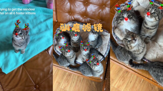 给猫猫们用上驯鹿滤镜🥺🥺🥺
