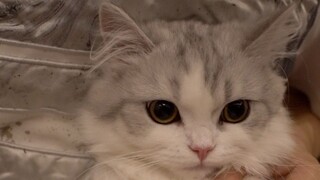 I don't believe there is a kitten who is more spoiled than her~