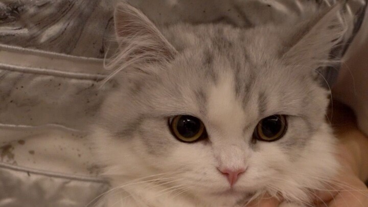 I don't believe there is a kitten who is more spoiled than her~