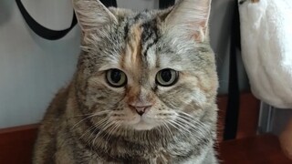 Bây giờ càng ngày càng khó xin cơm cho mèo con rồi