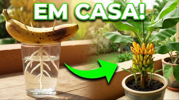 The SECRET to sprouting a banana in water! 🍌💧