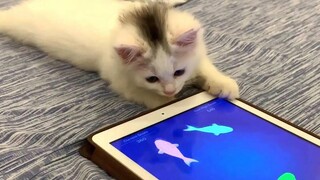 เกม Kitten Vs Fish - ลูกแมวชอบเล่นเกม