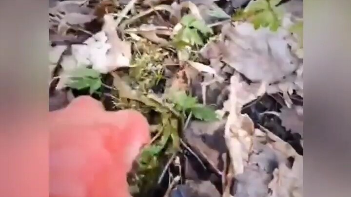 Let me show you how to pull up a radish and make a soup!