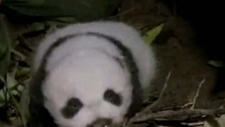 A Wild Baby Panda in Qingling