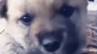 Orang asing langsung tergerak oleh kelucuan anak anjing asli Tiongkok. Orang asing berkata: Saya ing