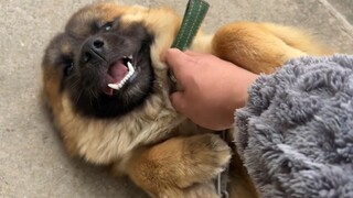 Chú chó con Thần Ngưu đã bị xích 20 ngày rồi. Tháo dây xích ra xem nó có chạy lung tung không?