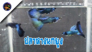 เตรียมผสมปลาหางนกยูงข้ามและสายปลาหางนกยูงเยอรมันทักซิโดได้ลูกแล้วสไตล์korattv
