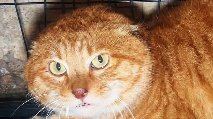 Si Jagoan Besar Daju 67 - Sekarang adalah Daju Internasional