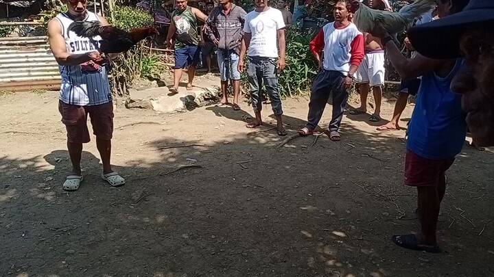 nahulog sa. kanal manok na pula