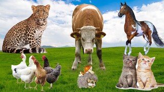 Funny Animal Sounds in 30 Minutes: Chicken, Leopard, Horse, Cat, Cow Sounds,... | Animal Moments