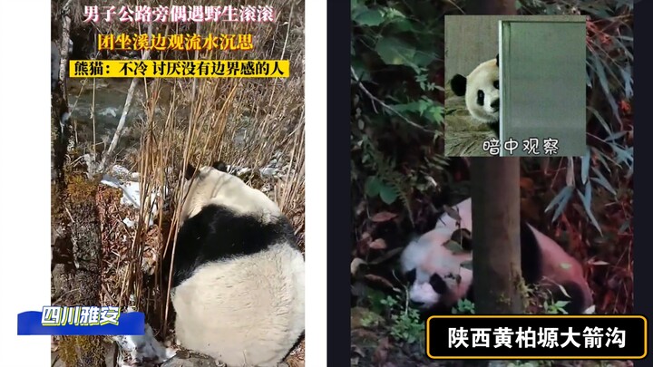 تم رصد آثار دببة الباندا البرية في مناطق يانغآن بسيتشوان وهوانغبايوان بشنشي – بعد خفض تصنيف الكنز ال