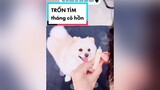 Trả lời  các ngươi thích ăn xúc xích gì?? pomlonton pomeranian cutedog dog chó chó_cưng thangcohon