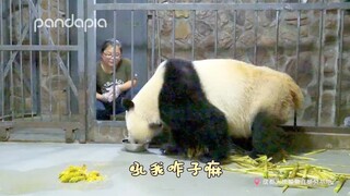 不好啦！熊猫开口说人话啦！还和饲养员吵架啦！