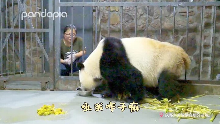 不好啦！熊猫开口说人话啦！还和饲养员吵架啦！