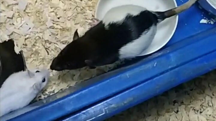 When a hamster meets a fancy rat
