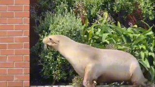 为什么海狮总是跳上人类的船呢？ #海狮 #动物科普