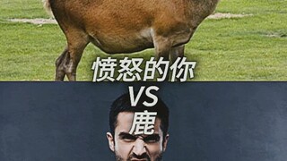 أنت الغاضب مقابل الغزال