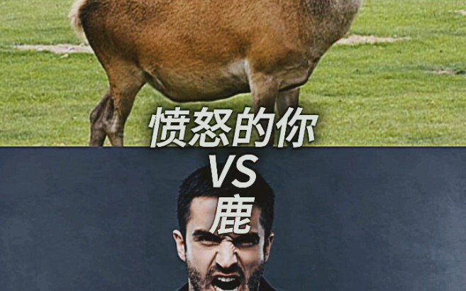 Angry You vs. Deer