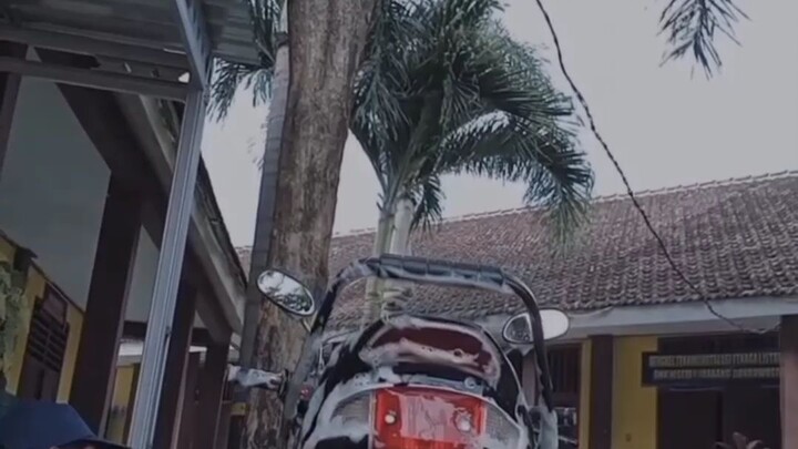 numpak Astrea purun?