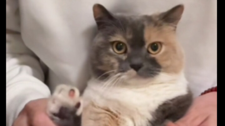 Jennie cat!
