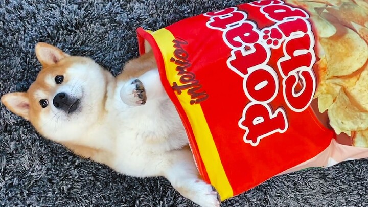 Shiba Inu: Kalau kamu tidak memberiku makan, aku akan ngotot tidak mau pergi!
