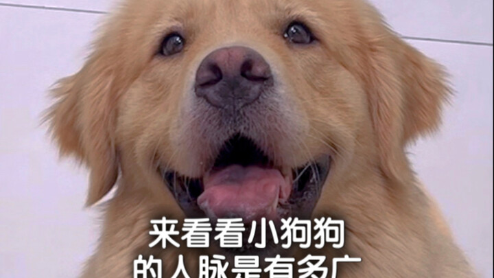 来看看小狗狗的人脉是有多广！