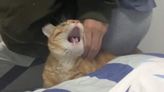 【Cat】I really hate your boyfriend