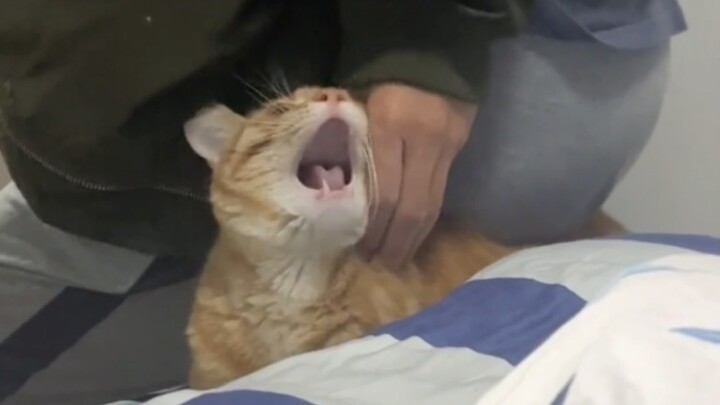 【Cat】I really hate your boyfriend