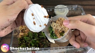 [ISOPOD]EP1 เริ่มต้นเลี้ยงไอโซพอด l shockerballs