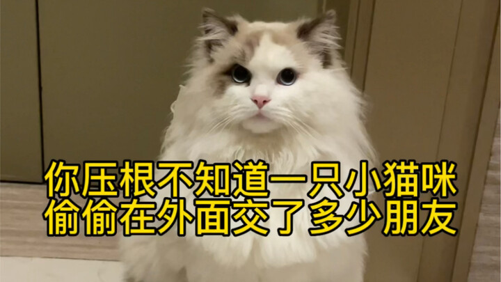 You have no idea how many friends a little kitten has secretly made outside!