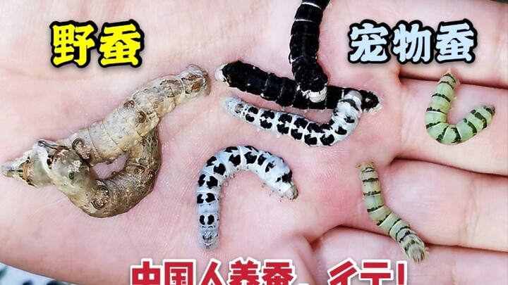 With such an ugly wild silkworm, they’ve bred a beautiful pet silkworm—Chinese breeders are truly am